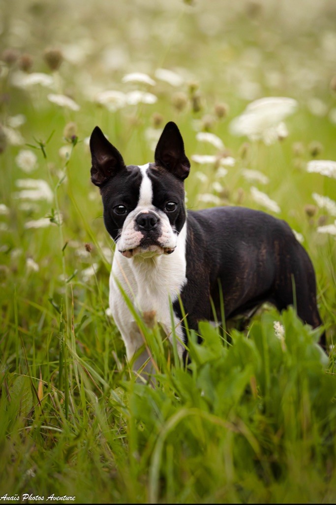 little paradise Victoria secret iconic boston