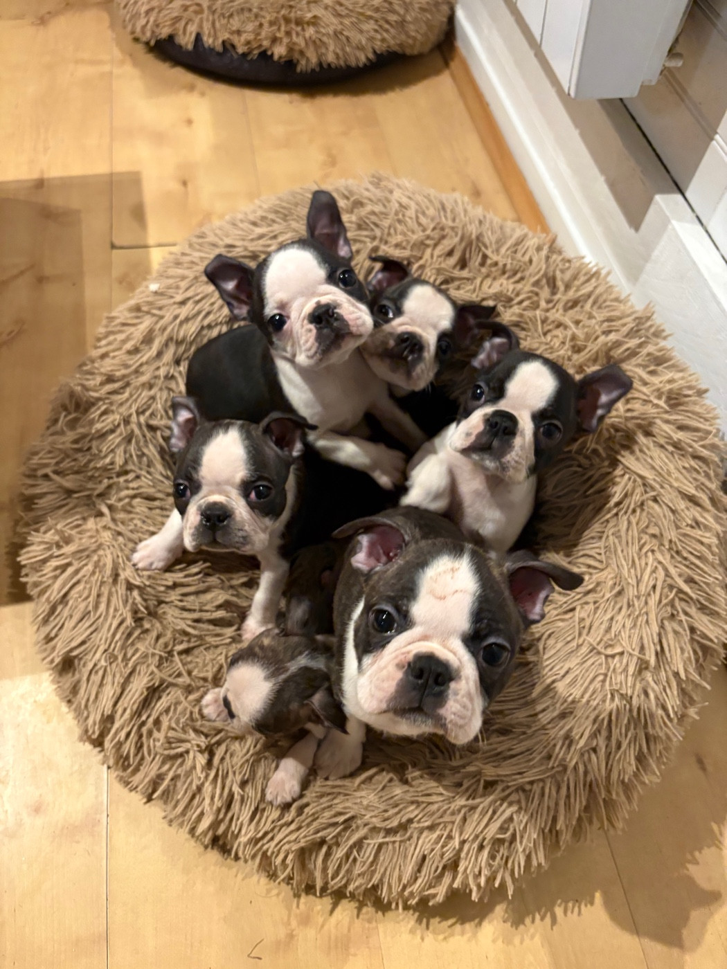 Iconic Boston - Boston Terrier - Portée née le 11/08/2025