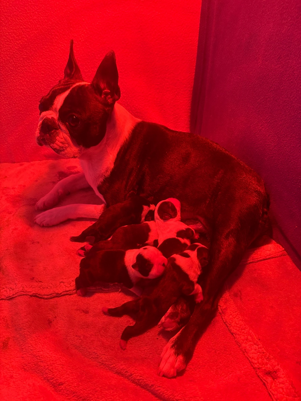 Iconic Boston - Boston Terrier - Portée née le 09/05/2026